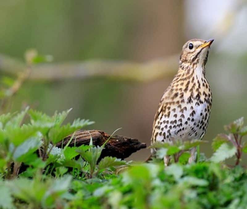 Atelier : L&rsquo;aube des oiseaux