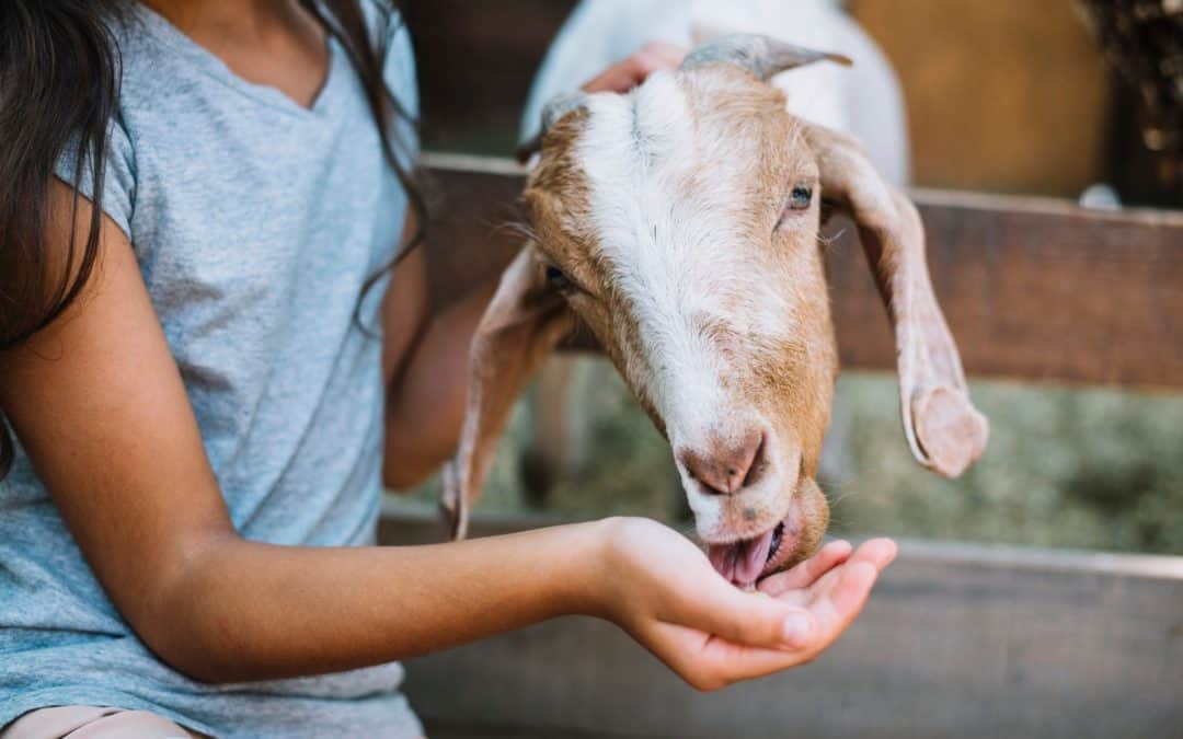 Un enfant avec une chèvre