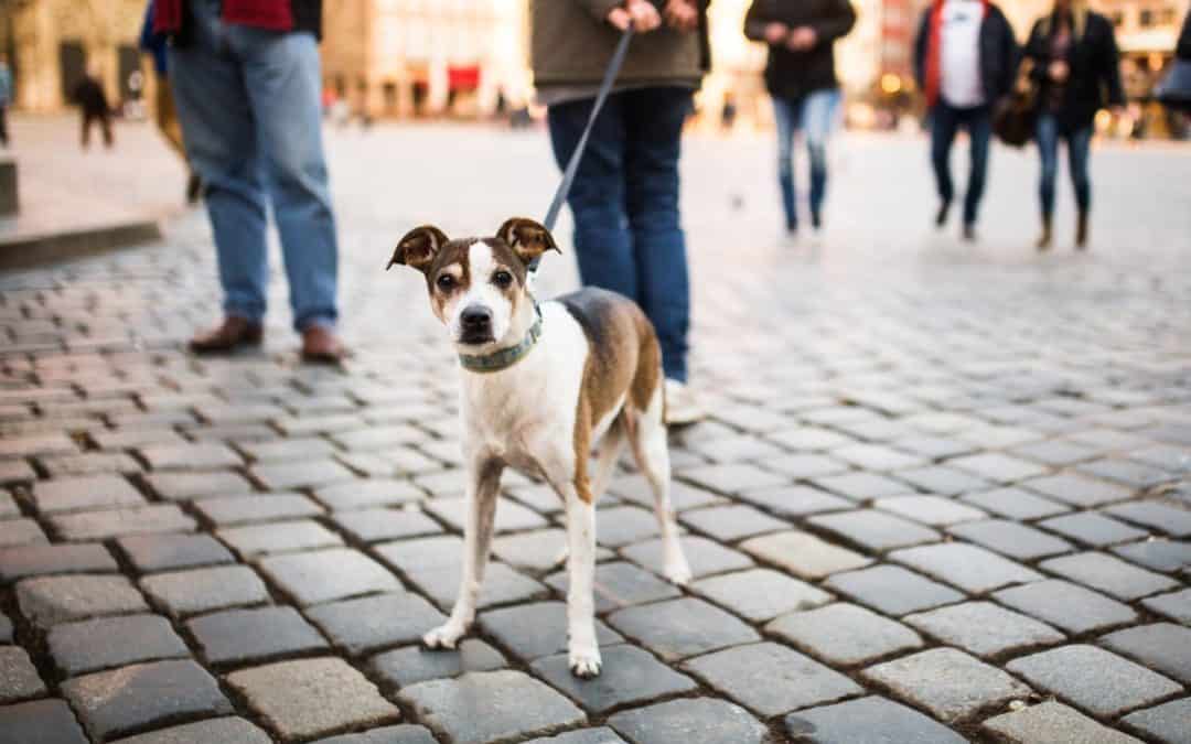Infostand: ‘De hond in de stad’